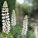 Pink Lupins by phil_sandford