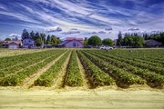 2nd Jun 2024 - Strawberry Fields 4 Ever