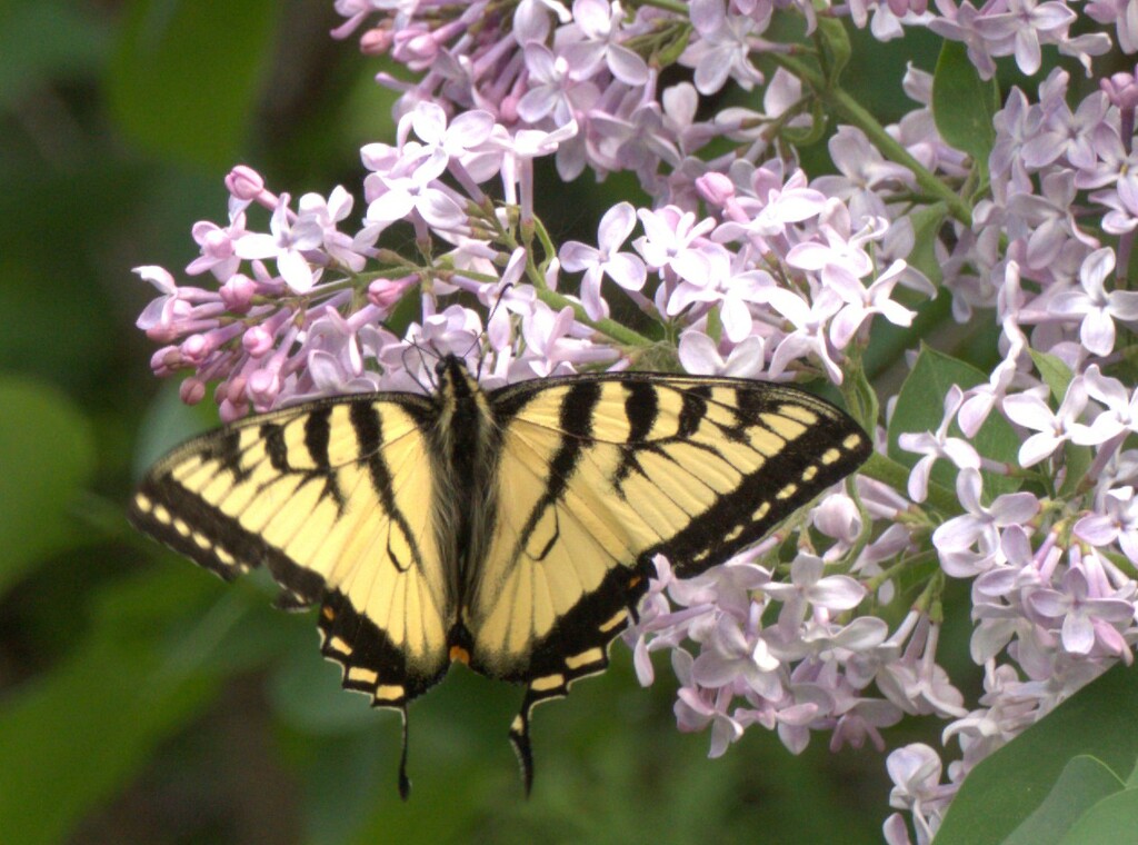 Swallowtail Butterfly and Lilacs by radiogirl