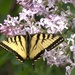 Swallowtail Butterfly and Lilacs