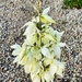 5 30  Yucca blooms