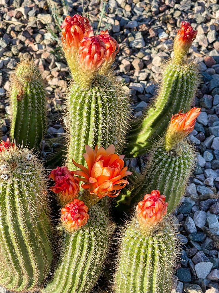 5 30 Cactus blooms by sandlily