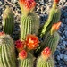 5 30 Cactus blooms by sandlily