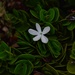 5 31 Natal Plum flower by sandlily