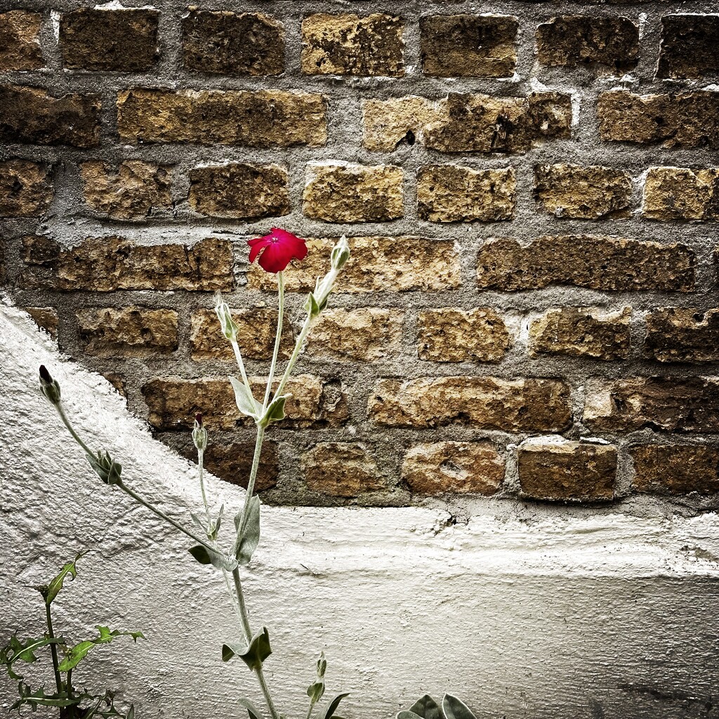 Wall flower by mastermek