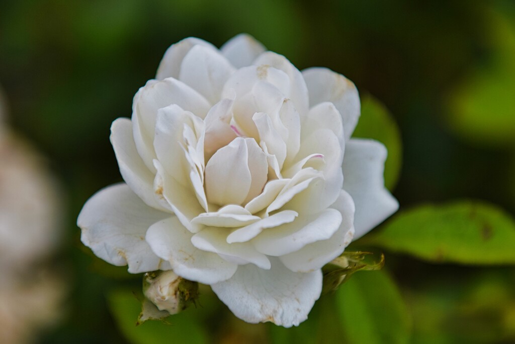 5 31 White Rose 2 by sandlily