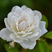 5 31 White Rose 2