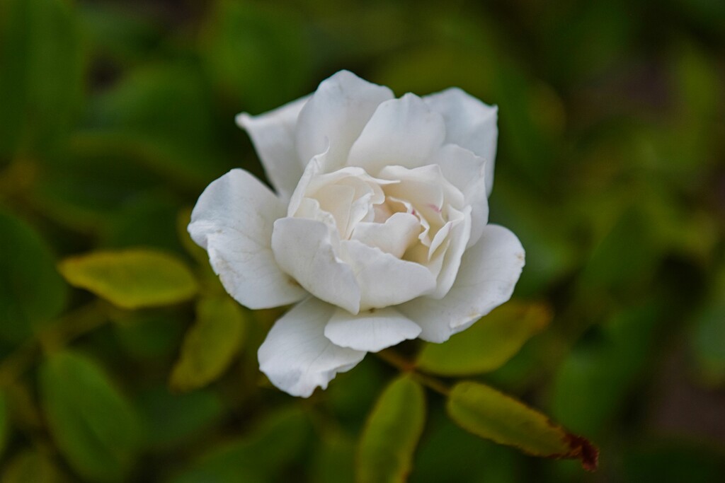 5 31 White Rose 1 by sandlily