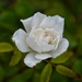 5 31 White Rose 1