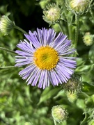 2nd Jun 2024 - Fleabane