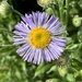 Fleabane by pirish