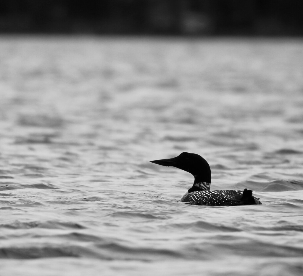 Common loon by mltrotter