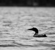 2nd Jun 2024 - Common loon