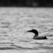 Common loon by mltrotter