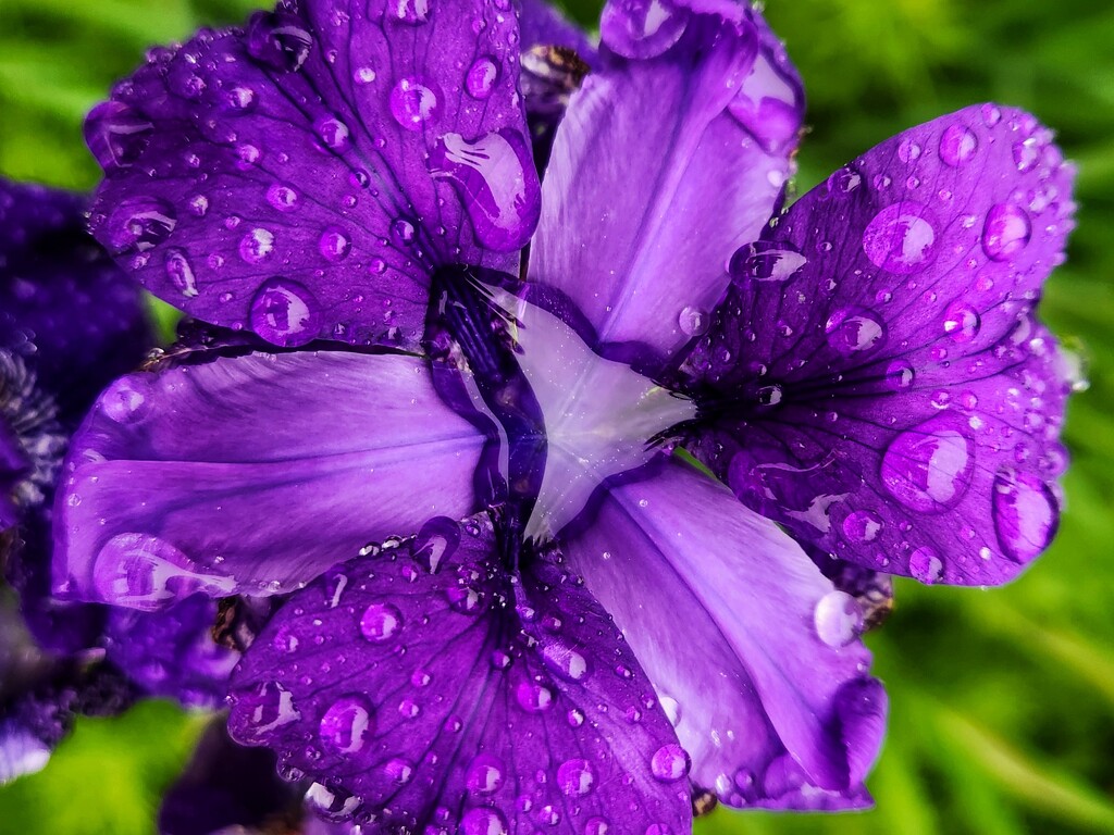 Raindrops on Iris by ljmanning