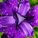 Raindrops on Iris by ljmanning