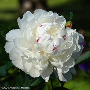 2nd Jun 2024 - White and Fragrant
