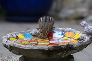 2nd Jun 2024 - Wetting his Whistle