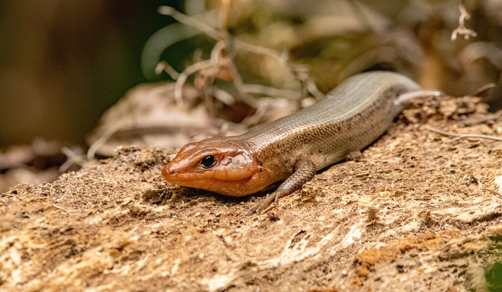 Broadhead Skink! by rickster549