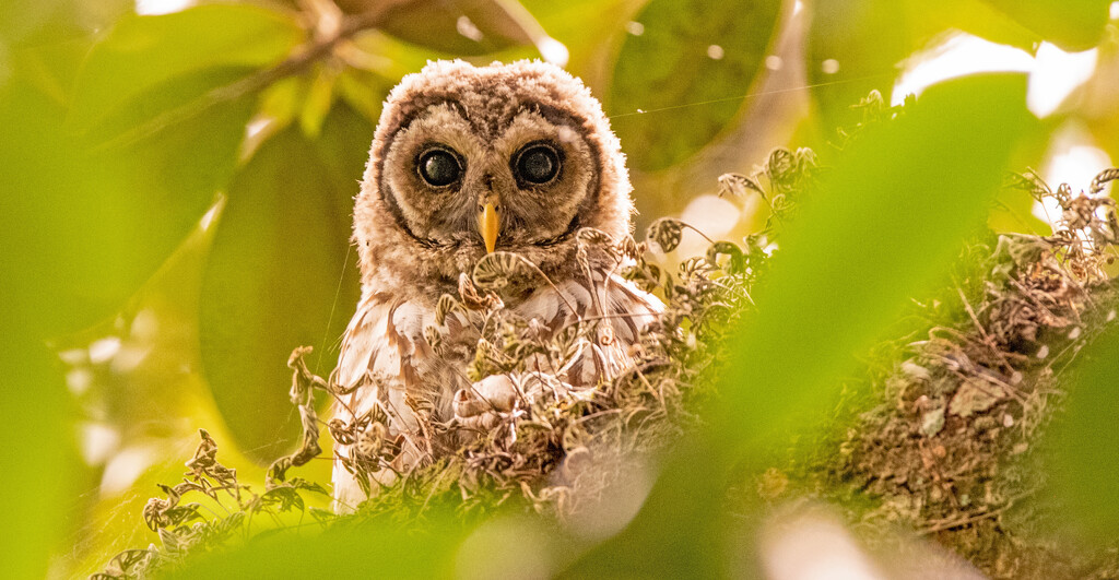 Baby Barred Owl, Through the Leaves! by rickster549