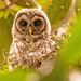 Baby Barred Owl, Through the Leaves!
