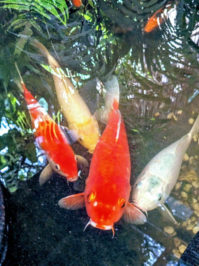 Koi Reflections  by elf