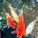 Koi Reflections  by elf