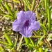 6 1 Mexican Petunia or Mexican Bluebell by sandlily