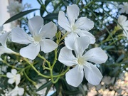 1st Jun 2024 - 6 1 Oleander