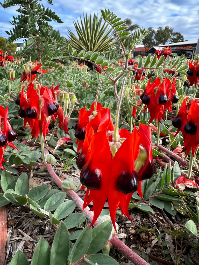 Sturt’s desert pea by pusspup