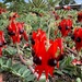 Sturt’s desert pea by pusspup