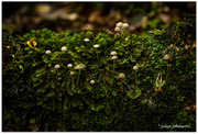 3rd Jun 2024 - Forest Floor Garden..