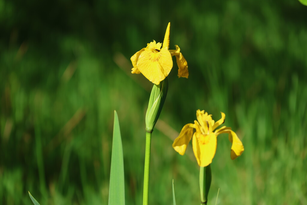 Wild Yellow Iris by jamibann