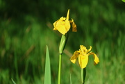 3rd Jun 2024 - Wild Yellow Iris