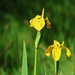 Wild Yellow Iris by jamibann