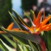 Birds of Paradise