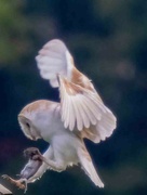 2nd Jun 2024 - Barn Owl.