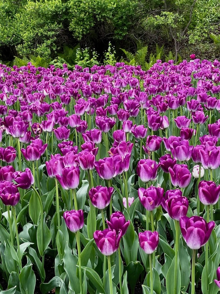 The Tulip Festival by sunnygreenwood