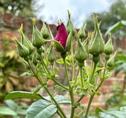 3rd Jun 2024 - Rosebuds