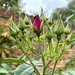 Rosebuds by arkensiel