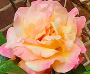 3rd Jun 2024 - A beautiful fragrant rose in a church garden.