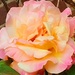 A beautiful fragrant rose in a church garden.