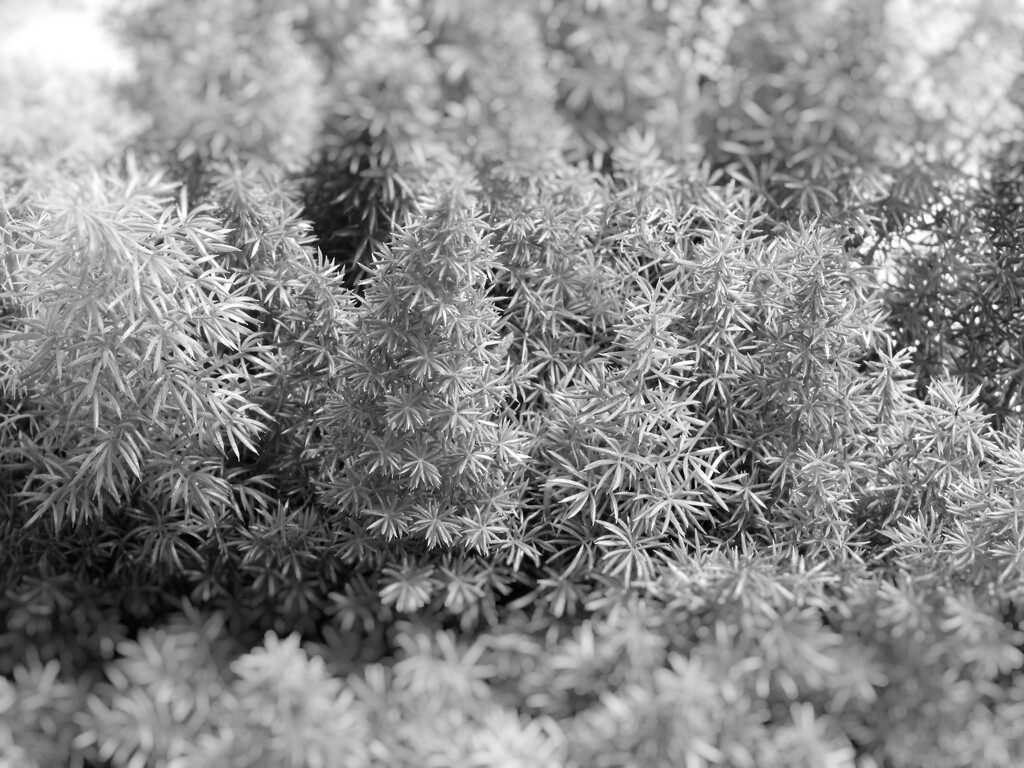 Tilt-shift foxtail fern... by marlboromaam