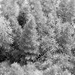 Tilt-shift foxtail fern... by marlboromaam