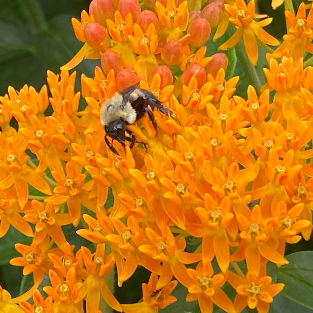 Butterfly weed and bee by tunia