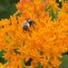 Butterfly weed and bee