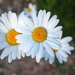 More Daisies Every Day