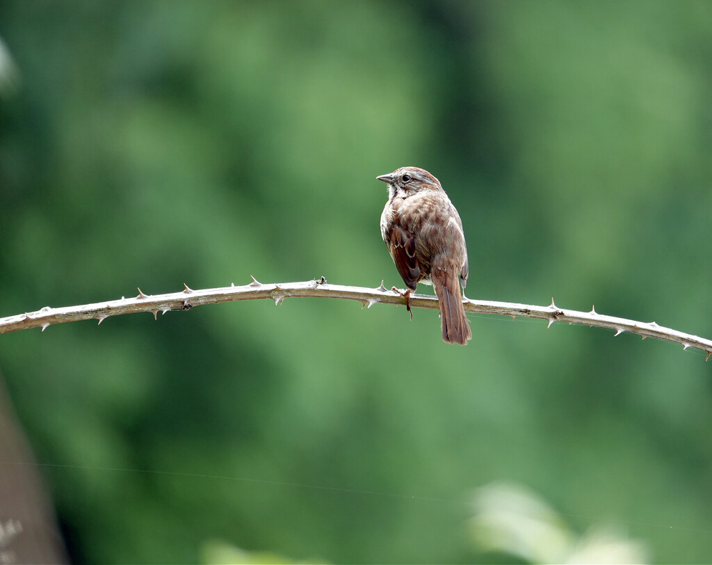 Sparrow  by seattlite