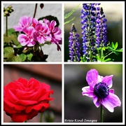 3rd Jun 2024 - Flowers from my garden