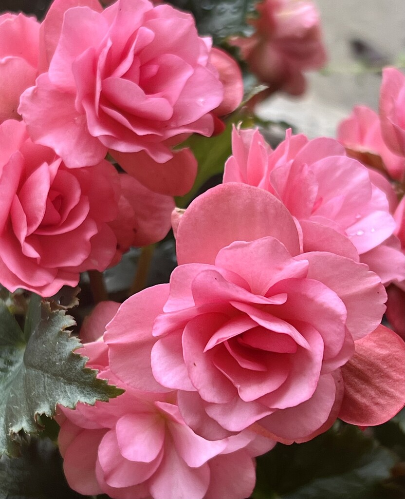 Rose Begonia by calm
